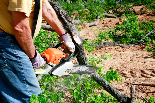 Best Arborist Services Near Me  in Gainesville, VA